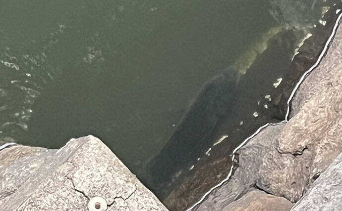 東京出張のお供にクロダイ落とし込み釣りと深川めしが最高！　運河のデカチヌを狙ってみた