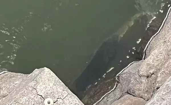「東京出張のお供にクロダイ落とし込み釣りと深川めしが最高！　運河のデカチヌを狙ってみた」の画像