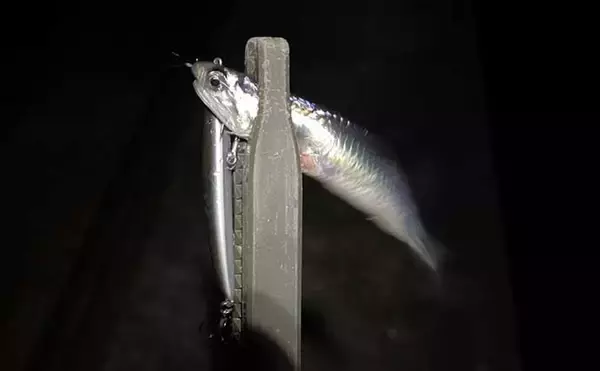 「シーズン終盤のメバリング釣行で25cm頭にメバル好捕　プラグで連発」の画像