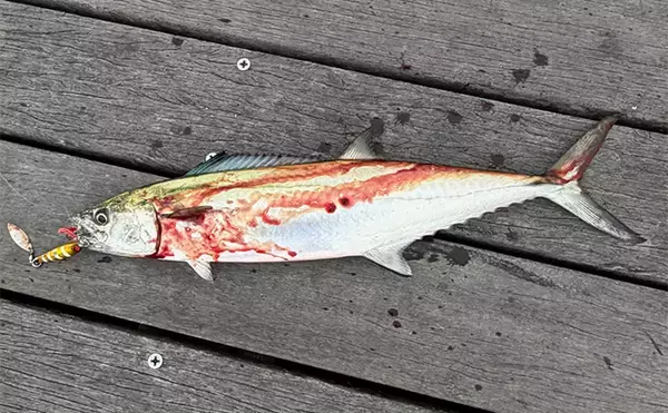 「「青物狙いLSJは朝マヅメが超重要！」日中にかけて釣り方はどう変わってくる？」の画像