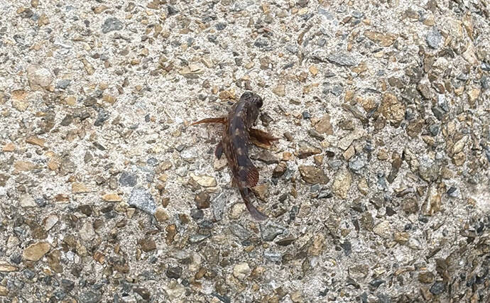 「青物狙いLSJは朝マヅメが超重要！」日中にかけて釣り方はどう変わってくる？