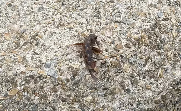 「「青物狙いLSJは朝マヅメが超重要！」日中にかけて釣り方はどう変わってくる？」の画像