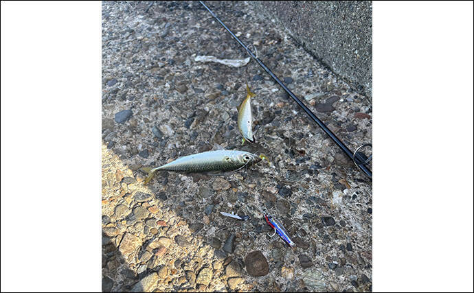 「青物狙いLSJは朝マヅメが超重要！」日中にかけて釣り方はどう変わってくる？