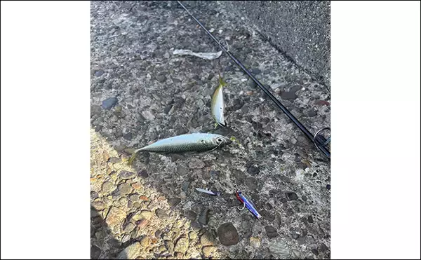 「「青物狙いLSJは朝マヅメが超重要！」日中にかけて釣り方はどう変わってくる？」の画像