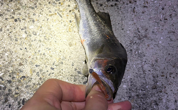 「目の前にアジ大群がいるのに全く釣れない？」 アジング釣行でボウズの不思議