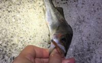 「目の前にアジ大群がいるのに全く釣れない？」 アジング釣行でボウズの不思議