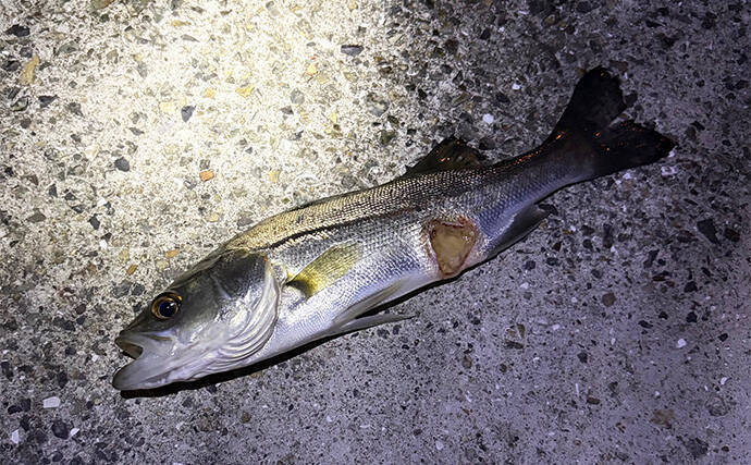 「目の前にアジ大群がいるのに全く釣れない？」 アジング釣行でボウズの不思議