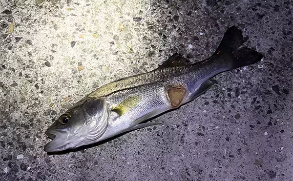 「「目の前にアジ大群がいるのに全く釣れない？」 アジング釣行でボウズの不思議」の画像