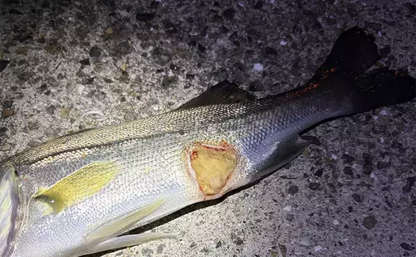 「「目の前にアジ大群がいるのに全く釣れない？」 アジング釣行でボウズの不思議」の画像