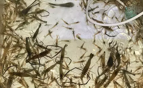 「衣浦海底トンネルのエビまき釣りでスズキ70cm＆マダカ65cm浮上【愛知】クロダイ44cmも登場」の画像