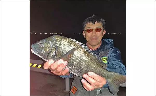 「衣浦海底トンネルのエビまき釣りでスズキ70cm＆マダカ65cm浮上【愛知】クロダイ44cmも登場」の画像