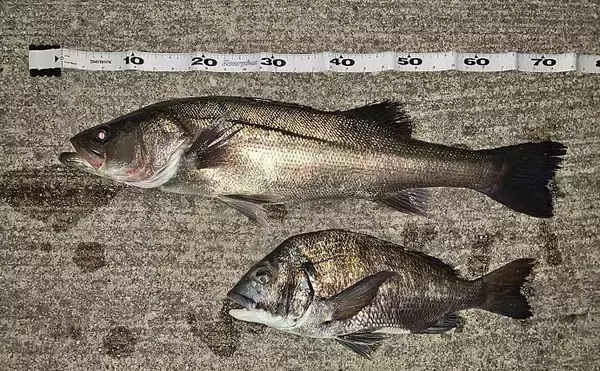 「衣浦海底トンネルのエビまき釣りでスズキ70cm＆マダカ65cm浮上【愛知】クロダイ44cmも登場」の画像