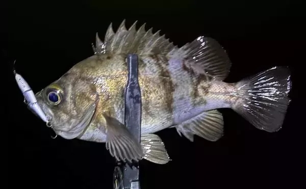 春のメバリング3大パターン攻略 【プランクトン・ベイトフィッシュ・バチ抜け】を解説