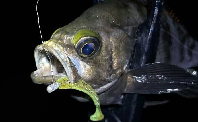 春のメバリング3大パターン攻略 【プランクトン・ベイトフィッシュ・バチ抜け】を解説