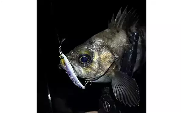 「春のメバリング3大パターン攻略 【プランクトン・ベイトフィッシュ・バチ抜け】を解説」の画像