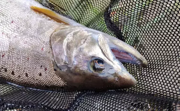 渓流釣りターゲットのサイズによるアタリの違い　大型魚ほどアタリが小さい？