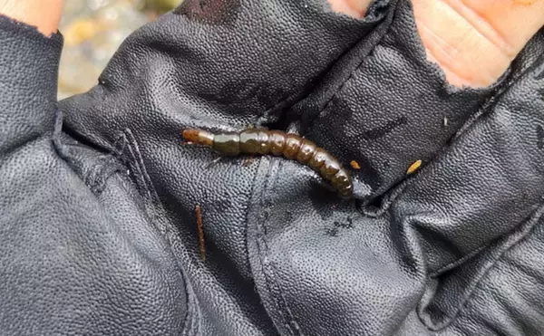 「渓流釣りターゲットのサイズによるアタリの違い　大型魚ほどアタリが小さい？」の画像