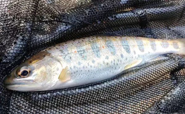 「渓流釣りターゲットのサイズによるアタリの違い　大型魚ほどアタリが小さい？」の画像