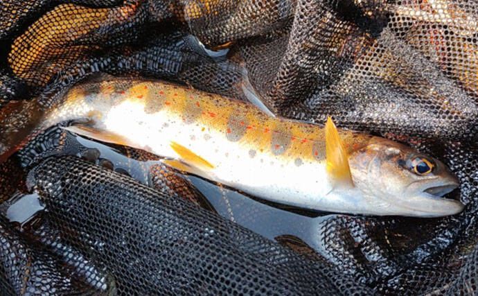 渓流釣りターゲットのサイズによるアタリの違い　大型魚ほどアタリが小さい？