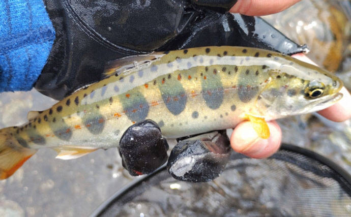 渓流釣りターゲットのサイズによるアタリの違い　大型魚ほどアタリが小さい？