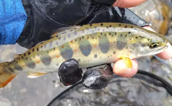 「渓流釣りターゲットのサイズによるアタリの違い　大型魚ほどアタリが小さい？」の画像