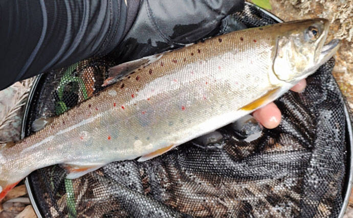 渓流釣りターゲットのサイズによるアタリの違い　大型魚ほどアタリが小さい？