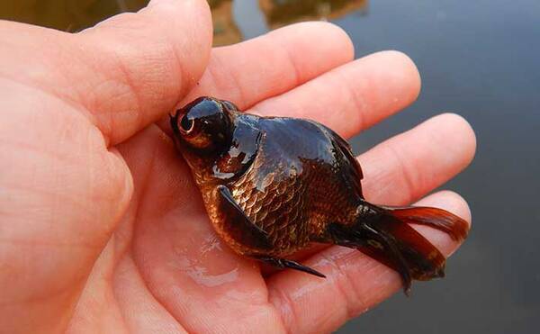 東京23区の釣り堀で100尾 束釣り 達成 種類豊富なキンギョと対面 22年4月26日 エキサイトニュース 東京23区の釣り堀で100尾 束釣り 達成 種類豊富なキンギョと対面 22年4月26日 エキサイトニュース