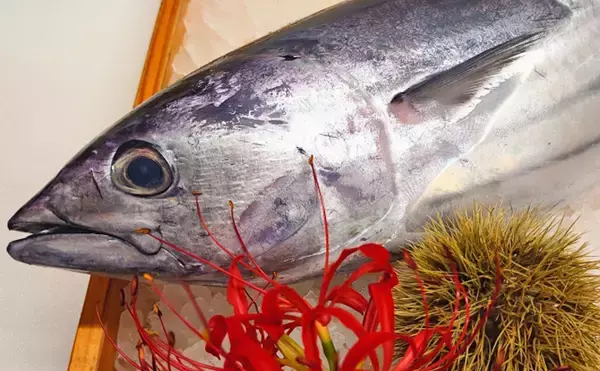 『イシガツオ』は魚種名ではなく【不味いカツオ】のこと　見分けるのは困難？