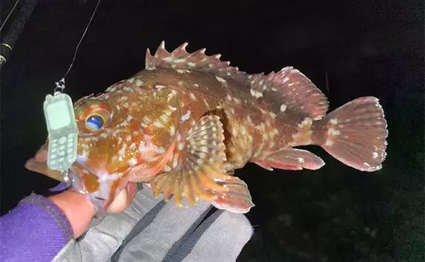 「三浦半島での陸っぱりメバリング釣行でメバル23匹【神奈川】3Dプリンターで自作したルアーにもヒット」の画像