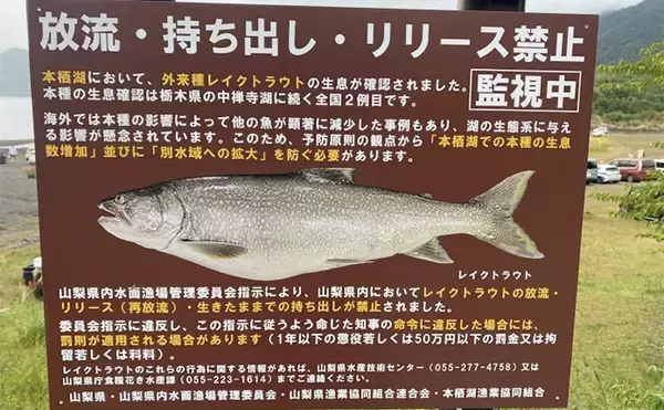 「「外来魚を釣って食べて減らす？」 注目の【本栖湖レイクトラウト釣り大会】開催までは山あり谷あり」の画像