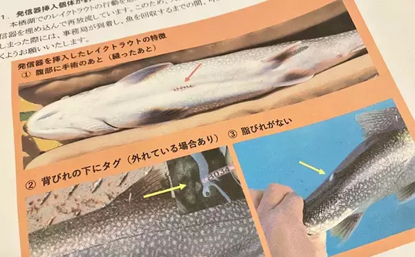 「「外来魚を釣って食べて減らす？」 注目の【本栖湖レイクトラウト釣り大会】開催までは山あり谷あり」の画像