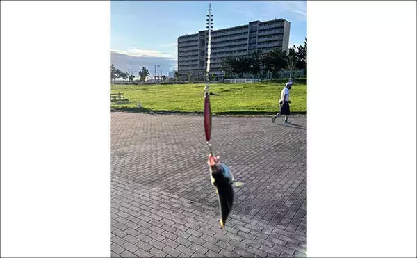 「「ワンピッチジャークでヒットしない時はどうすればいい？」 LSJでの食い渋り対策2選」の画像