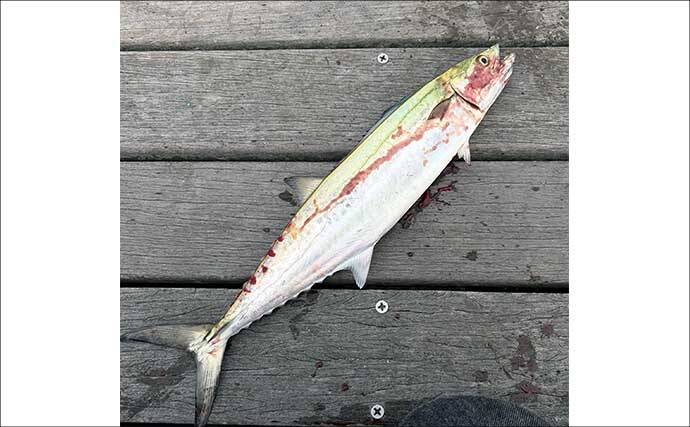 「ワンピッチジャークでヒットしない時はどうすればいい？」 LSJでの食い渋り対策2選