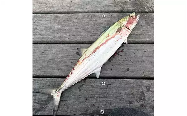 「「ワンピッチジャークでヒットしない時はどうすればいい？」 LSJでの食い渋り対策2選」の画像