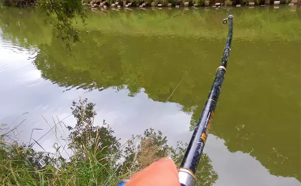 「半日のコイ釣りで本命6尾と絶好調【埼玉・元荒川】パンで寄せてグルテンで喰わす」の画像