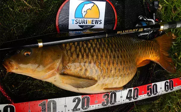 「半日のコイ釣りで本命6尾と絶好調【埼玉・元荒川】パンで寄せてグルテンで喰わす」の画像