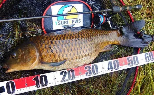 「半日のコイ釣りで本命6尾と絶好調【埼玉・元荒川】パンで寄せてグルテンで喰わす」の画像