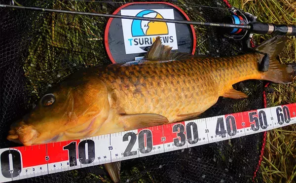 「半日のコイ釣りで本命6尾と絶好調【埼玉・元荒川】パンで寄せてグルテンで喰わす」の画像