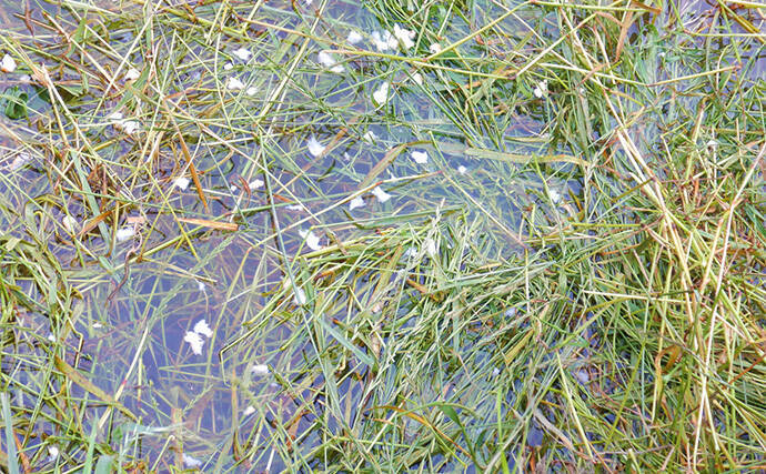 半日のコイ釣りで本命6尾と絶好調【埼玉・元荒川】パンで寄せてグルテンで喰わす