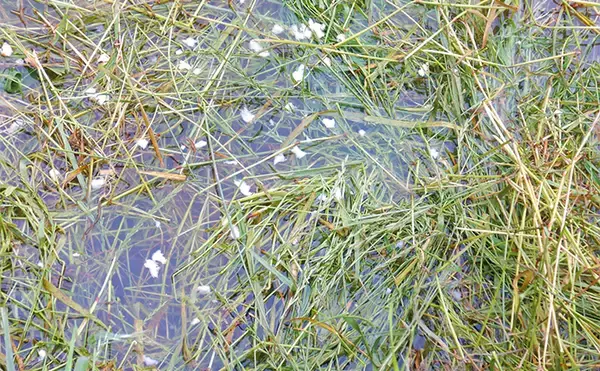 「半日のコイ釣りで本命6尾と絶好調【埼玉・元荒川】パンで寄せてグルテンで喰わす」の画像