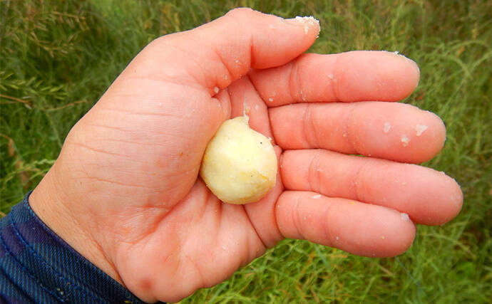 半日のコイ釣りで本命6尾と絶好調【埼玉・元荒川】パンで寄せてグルテンで喰わす