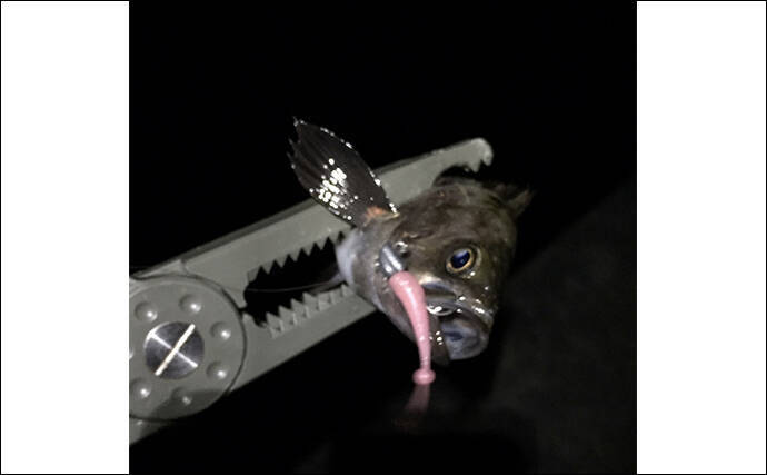 ライトゲーム定番の【アミカラーってどんな色？】プランクトンパターンに効果的