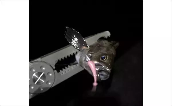 「ライトゲーム定番の【アミカラーってどんな色？】プランクトンパターンに効果的」の画像