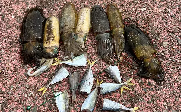 越前のヤエン釣りでアオリイカ当たりっぱなし！【福井】これぞ最盛期の釣り