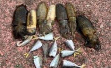 越前のヤエン釣りでアオリイカ当たりっぱなし！【福井】これぞ最盛期の釣り