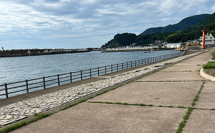 越前のヤエン釣りでアオリイカ当たりっぱなし！【福井】これぞ最盛期の釣り