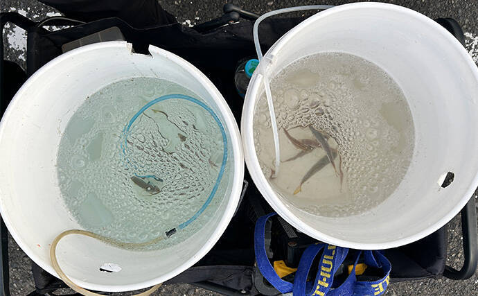 越前のヤエン釣りでアオリイカ当たりっぱなし！【福井】これぞ最盛期の釣り