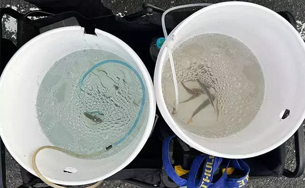 「越前のヤエン釣りでアオリイカ当たりっぱなし！【福井】これぞ最盛期の釣り」の画像