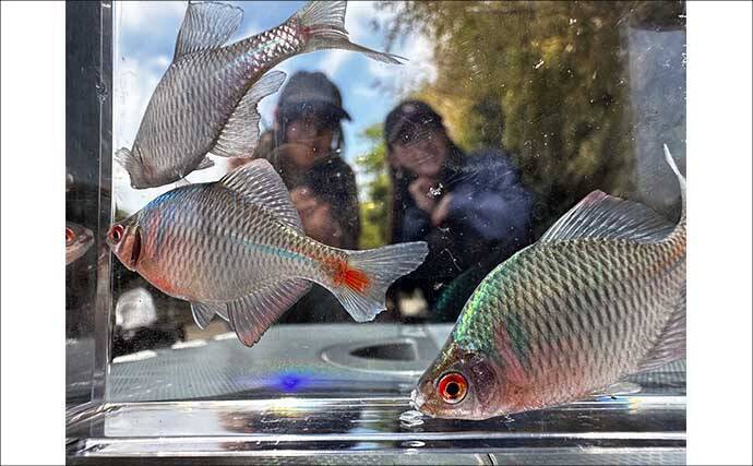 淡水小物釣り釣果レポート：『道満河岸つり場』でタナゴ釣りの奥深さを知る【埼玉】