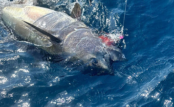 クロマグロ釣りを始めよう！ 北海道で広がるキャスティングゲームの魅力とは